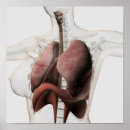 Search for respiratory system posters Organ