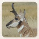 Search for antelope Wildlife photography