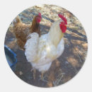 Search for rooster and hens stickers Chicken