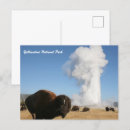 Search for montana postcards Buffalo