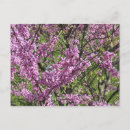 Search for spring bud postcards Pink