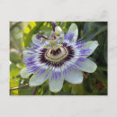 Search for forma Flower