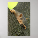 Search for fur tree posters Mammal