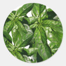 Search for basil stickers Green