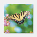 Search for swallowtail magnets Pretty