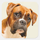Search for dog close up stickers Pets