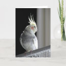 Search for cockatiel cards pet