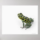 Search for poison dart frog posters Full length