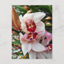 Search for white orchid postcards Pink