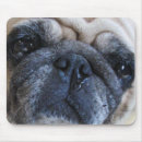Search for sick mouse mats Dog