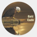 Search for balding photography Wildlife