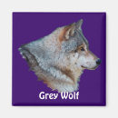 Search for grey wolf magnets Wolves