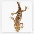 Search for cold blooded stickers Amphibian