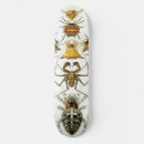 Search for spider skateboards Illustration