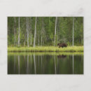 Search for boreal forest postcards Woodland