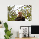 Search for monkey face posters Wildlife