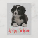 Search for collie birthday cards Border collie puppy