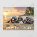 Search for turtle beach postcards Sunset