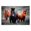 Search for black stallion horse posters Photography