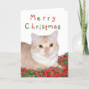 Search for american shorthair cards Kitty