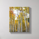Search for birch tree canvas prints Colorado