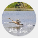 Search for mute swan stickers Waterfowl