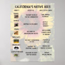Search for pollinators Native