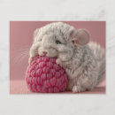 Search for chinchilla postcards Adorable