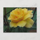 Search for opened postcards Rose