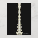 Search for vertebrates postcards Medical