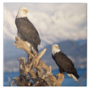 Search for haliaeetus tiles Raptor