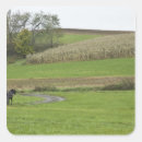 Search for amish stickers Horse