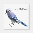 Search for blue jay magnets Nature