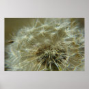 Search for dandelion art Plant
