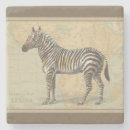 Search for zebra coasters Africa