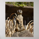 Search for mongoose posters Funny