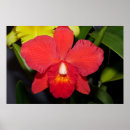 Search for deep red posters Flower