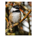Search for capped chickadee posters Wildlife photography