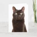 Search for black cat fathers day cards Pet