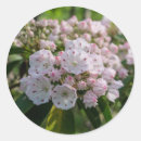 Search for mountain laurel stickers Flower