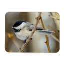 Search for capped chickadee magnets Nature