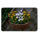 Search for violas magnets Pansies