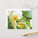 Search for orchidee Phalaenopsis