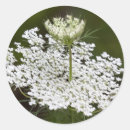 Search for queen annes lace stickers Wildflower