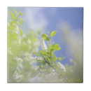 Search for cherry blossom tiles Ceramic