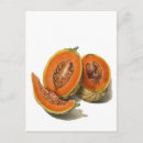 Search for seeds illustrations postcards Vintage
