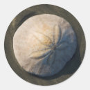 Search for sand dollars stickers Nautical