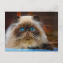 Search for himalayan cat postcards Fluffy