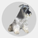 Search for miniature schnauzer stickers Puppy