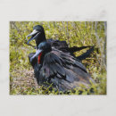 Search for frigatebird Galapagos